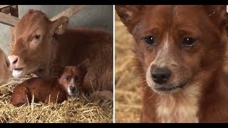 Perrito llora al separarse de la vaca que lo crió 🐕✅ [upl. by Arob]