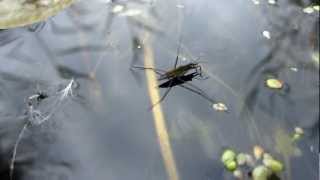 Water Strider Gerris Lacustris  20120902 [upl. by Mannuela]