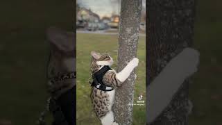 cats catadventures catmeow funny catventures catsdaily cute cat catexplorer [upl. by Akenihs771]