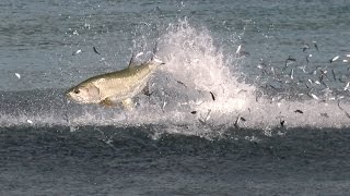 Incredible Footage of the Florida Mullet Migration [upl. by Dihaz]