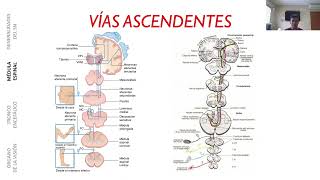 MÉDULA ESPINAL VÍAS ASCENDENTES [upl. by Steinman]