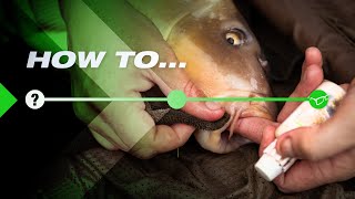 How To Safely Handle Big Carp Fish Care [upl. by Eckblad]