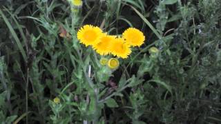 Common Fleabane [upl. by Kadner]