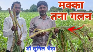 मक्का बैक्टिरियल तना गलन  तने से आ रही बदबू। Bacterial Stalk Rot of Maize drsunilbhaira [upl. by Vachill]