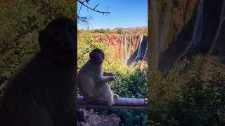 Ouzoud Waterfalls 🐒 ouzoudwaterfalls morocco Monkey waterfalls [upl. by Cirdahc]