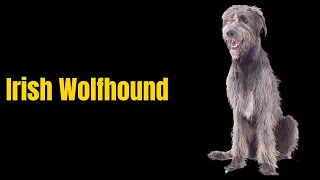 Irish Wolfhound [upl. by Aciria830]