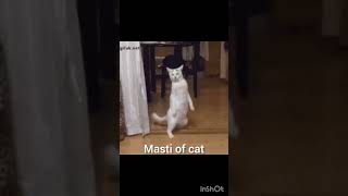 cute cat masti videoshortscute cat wants attention masti showing masti [upl. by Mctyre]