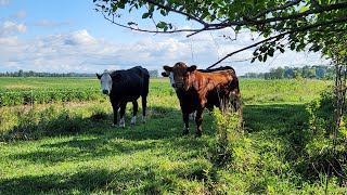 Got a bull in with the heifers [upl. by Bej451]