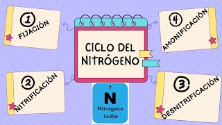 CICLO DEL NITRÓGENO Y SUS ETAPAS Fijación Nitrificación Amonificación y Desnitrificación [upl. by Pantia]