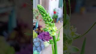 Ornithogalum bracteatum Thunb ornithogalum  SUCCULENTZONECOM [upl. by Eylhsa]