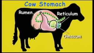 FOR KIDS  The Cows Stomach video [upl. by Darian]