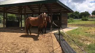 Morgan X Welsh Simon and Morgan X Haflinger Topper [upl. by Tiffanle]