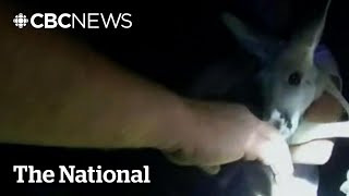 TheMoment a diaperclad baby kangaroo was captured by police in Colorado [upl. by Bonn]