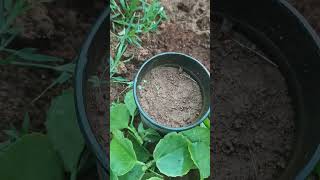 Ilai pirandai pathiyam iduthal propagation localplants lowcostgardening gardening garde [upl. by Mccoy408]