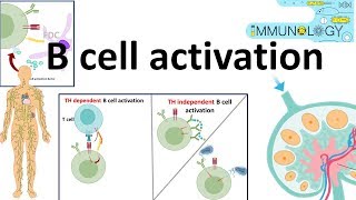 B cell activation [upl. by Ike]