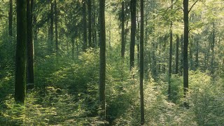 🌳 4K  Relaxing Nature Sounds For Stress Relief Forest Sounds Bird Song [upl. by Ventre261]