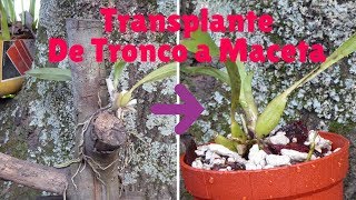 ¿Cómo transplantar una Orquídea de Tronco a Maceta  Orquiplanet [upl. by Limann]