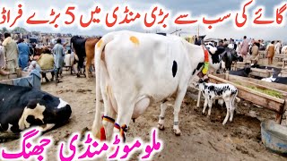 Pakistan Biggest Cow Mandi  How To Purchase Cow  Global Village Farming [upl. by Livy426]