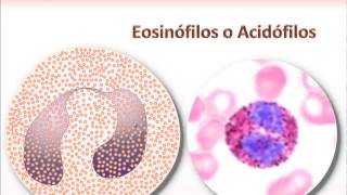 Neutrofilos Eosinofilos y Basofilos [upl. by Behrens]