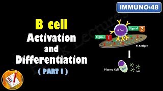 T cell  T lymphocytes  Immunology  Microbiology [upl. by Desdamonna]