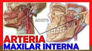 🥇 ARTERIA MAXILAR INTERNA Anatomía ¡Explicación Sencilla [upl. by Airelav]