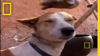 Funny Cats And Dogs  Funny Cats vs Dogs  Funny Animals Compilation [upl. by Averir]