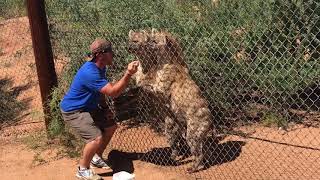 Laughing Hyenas at The Out Africa Zoo Camp Verde Arizona [upl. by Inge]