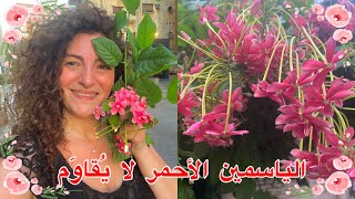 الياسمين الأحمر ضروري بكل حديقة عناية وإكثار QuisqualisRangoon creeper [upl. by Egas]