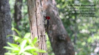 Palebilled Woodpecker  double knock [upl. by Animaj]