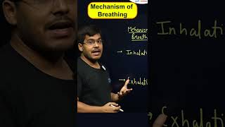 Mechanism of Breathing  Inhalation and Exhalation  shorts biology  InfinityLearn910 [upl. by Fenny]