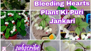 Bleeding Hearts Plant Ki Puri Jankari ☘️🌺☘️ [upl. by Chace]