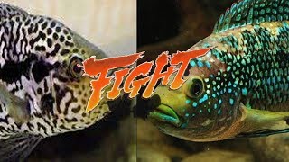 Ciclido jaguar vs Jack Dempsey [upl. by Ynnelg]