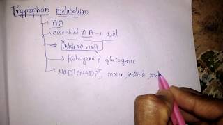 Tryptophan metabolism  kynurenine pathway [upl. by Ttelracs175]