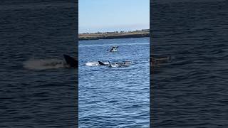 MASSIVE SHARKS IN IRELAND 🦈 shark travel sea ocean happy viral trending blowup [upl. by Erialc]