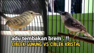 ciblek gunung vs ciblek kristal  siapakah yang terbaik [upl. by Baer]