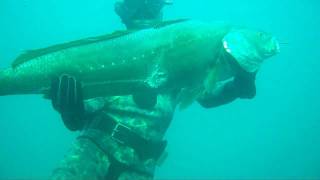 Musar 152Kg Meagre argyrosomus Spearfishing [upl. by Enelrahc668]