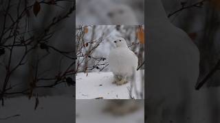 willow ptarmigan Lagopus lagopus [upl. by Nylarak]