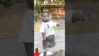 cat catvideos shortvideo comedy funnycartoon [upl. by Herrmann]