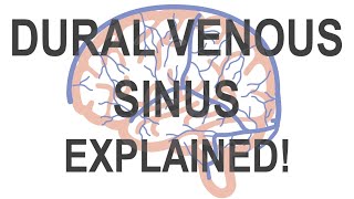 Dural Venous Sinus [upl. by Nnywg737]