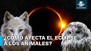 Eclipse solar podría afectar a estos animales [upl. by Lessard]