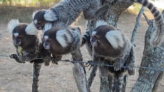 É TANTA FOME QUE O SAGUI VEM ME ENCONTRAR sagui filhotes [upl. by Aisul]