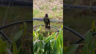 Estas vacaciones visita el Jardín Botánico de Bogotá y disfruta del contacto con la naturaleza🌿🌺 [upl. by Noach]