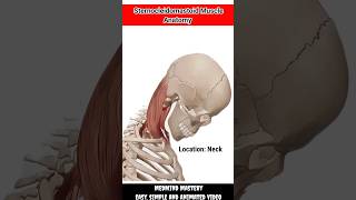 Sternocleidomastoid muscle anatomy  origin insertion nerve supply and action anatomy shorts [upl. by Tonnie]