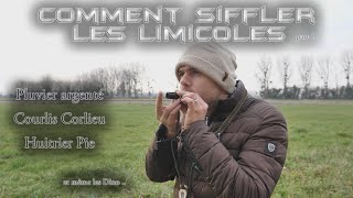 Tutoriel Comment bien siffler les Limicoles Oiseaux Migrateurs [upl. by Gabriela]