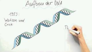 Aufbau der DNA  Biologie  Genetik [upl. by Layol98]