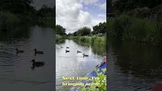 When Canal Boats amp Swans Meet fet the Dave Quack Five [upl. by Mohamed]