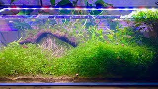 4K  Golden Least Killifish and other Tank Mates [upl. by Salsbury]