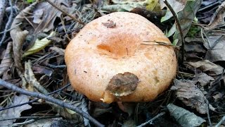 Cueillette Sanguins amp Chanterelles dans les Alpes Maritimes [upl. by Kathryne577]