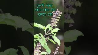 তুলসী পাতা কোন কোন দিন তোলা বারণ tulsi tulsipata viralshort sanatandharma tulsibhajan [upl. by Elenore]