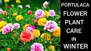 Portulaca Plant Care In Winter portulaca portulacaflower garden gardening [upl. by Randal]